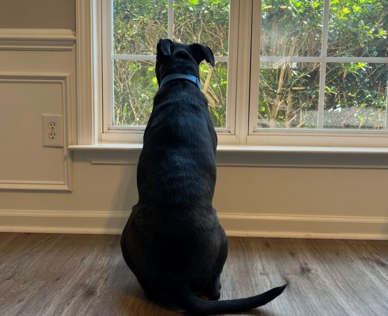 A black dog sits on the floor of a room and looks out of the window.