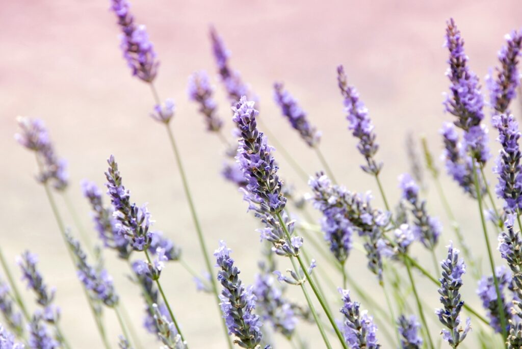 A close up of sprigs of purple lavender against a light pink sky.