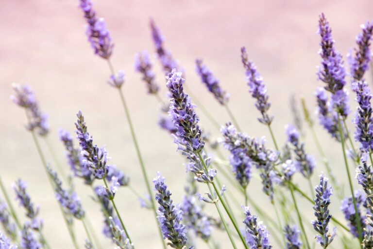 A close up of sprigs of purple lavender against a light pink sky.