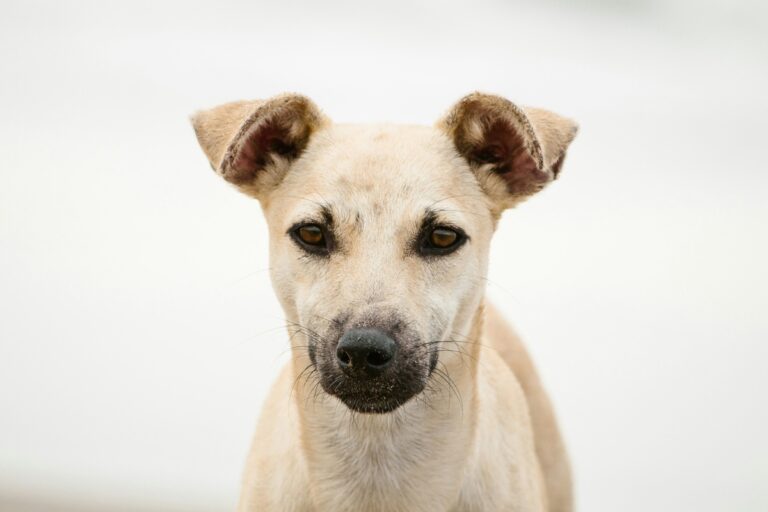 A blond dog with ears that fall forward looks at the camera.