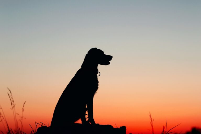 The silhouette of a dog against the sunset