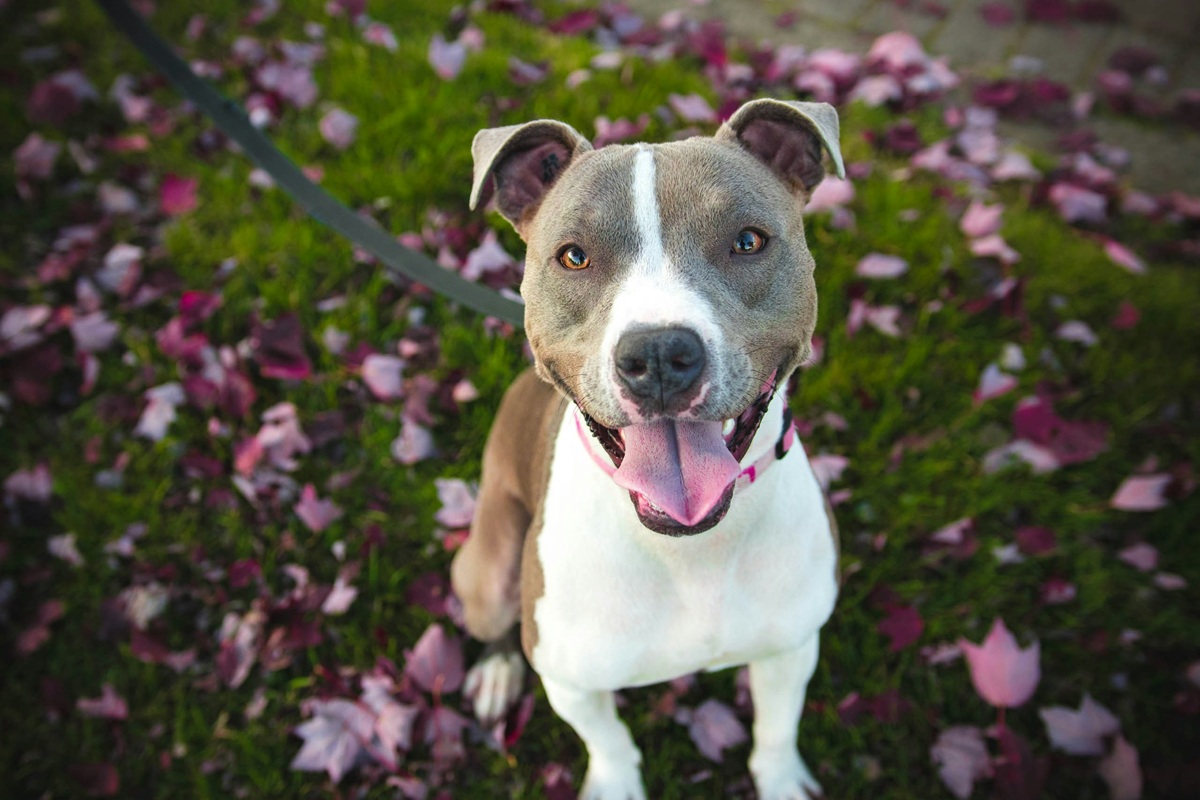 Dog Day at the Museum – Washington