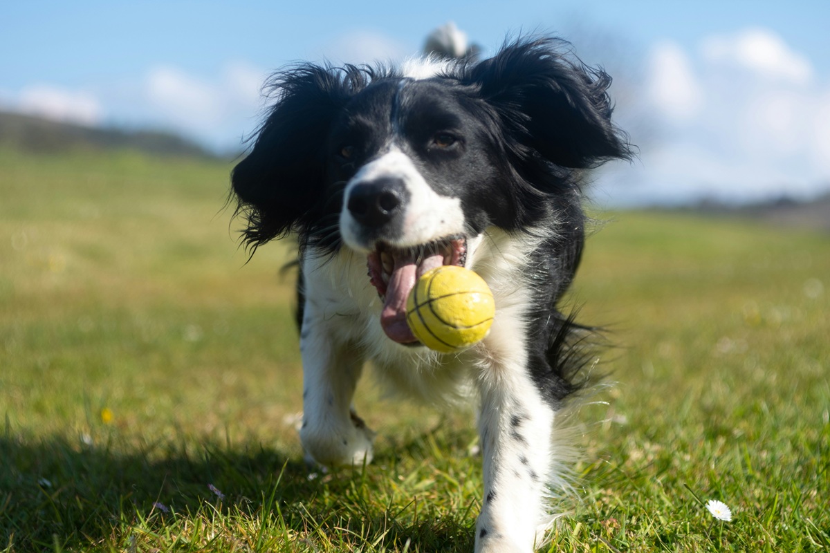 A black and white dog runs on grass with a tennis ball in her mouth.