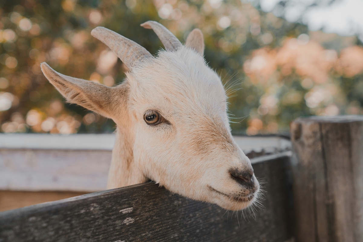 Langhorne Rotary Pet Fair & Family Fun Day – Langhorne