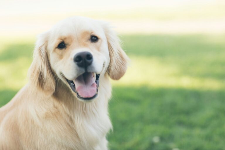 A golden retriever, sitting on grass, looks at the camera with his tongue hanging out.