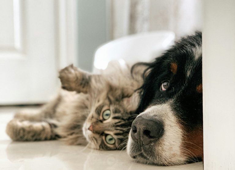 A brown and white kitten sits against a large dog with a black and white fact. Only dog's left eye is visible in the photo.