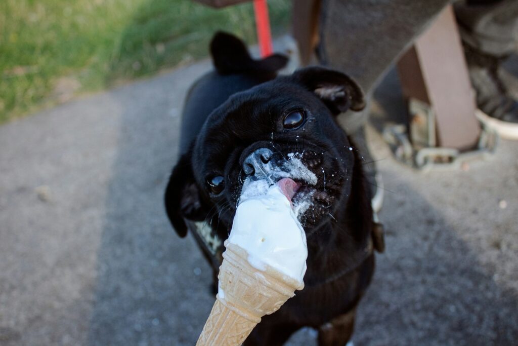 A black pug, with vanilla ice cream on his face, licks a vanilla ice cream cone.
