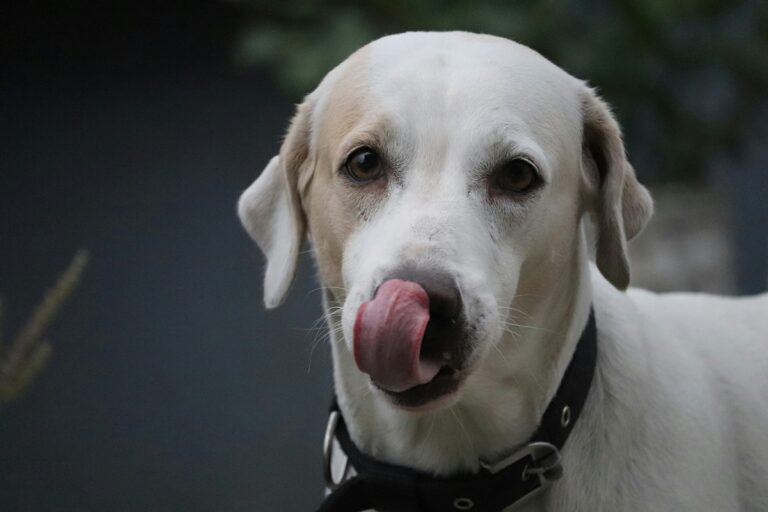 A light colored dog licks her lips. The photo is a close up of the dog.