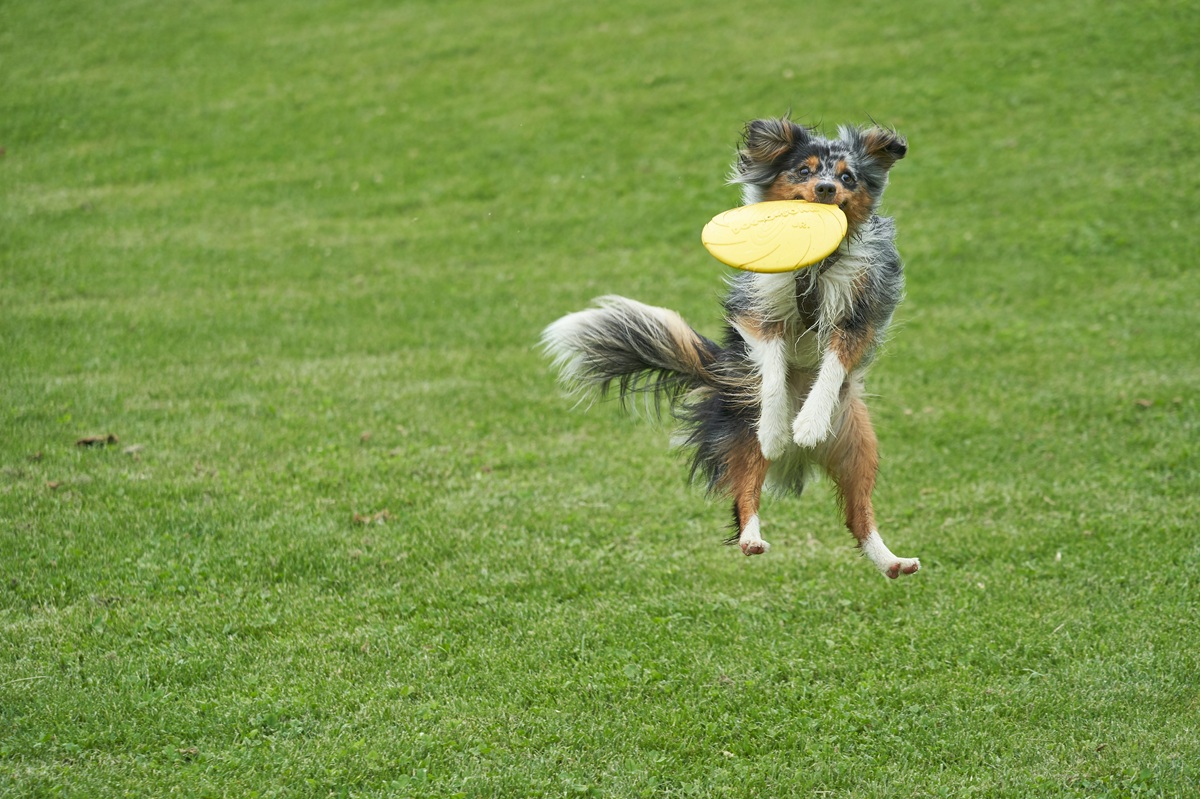 An Australian shepherd leaps in the air, a yellow frisbee in her mouth.
