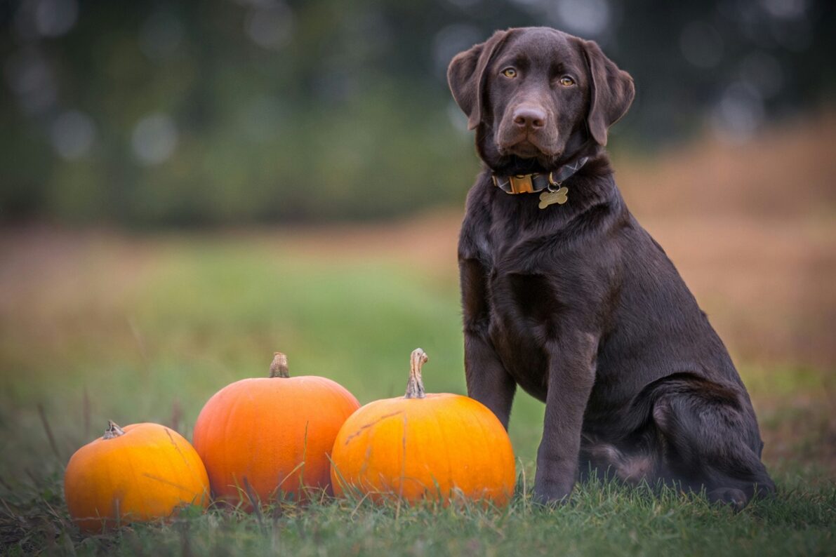 A chocolate lab sits on the grass near three pumpkins.