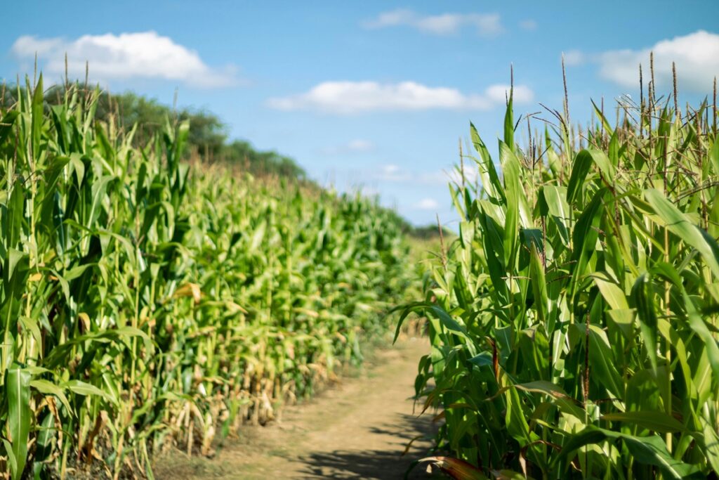 A dirt path leads through a corn maze.
