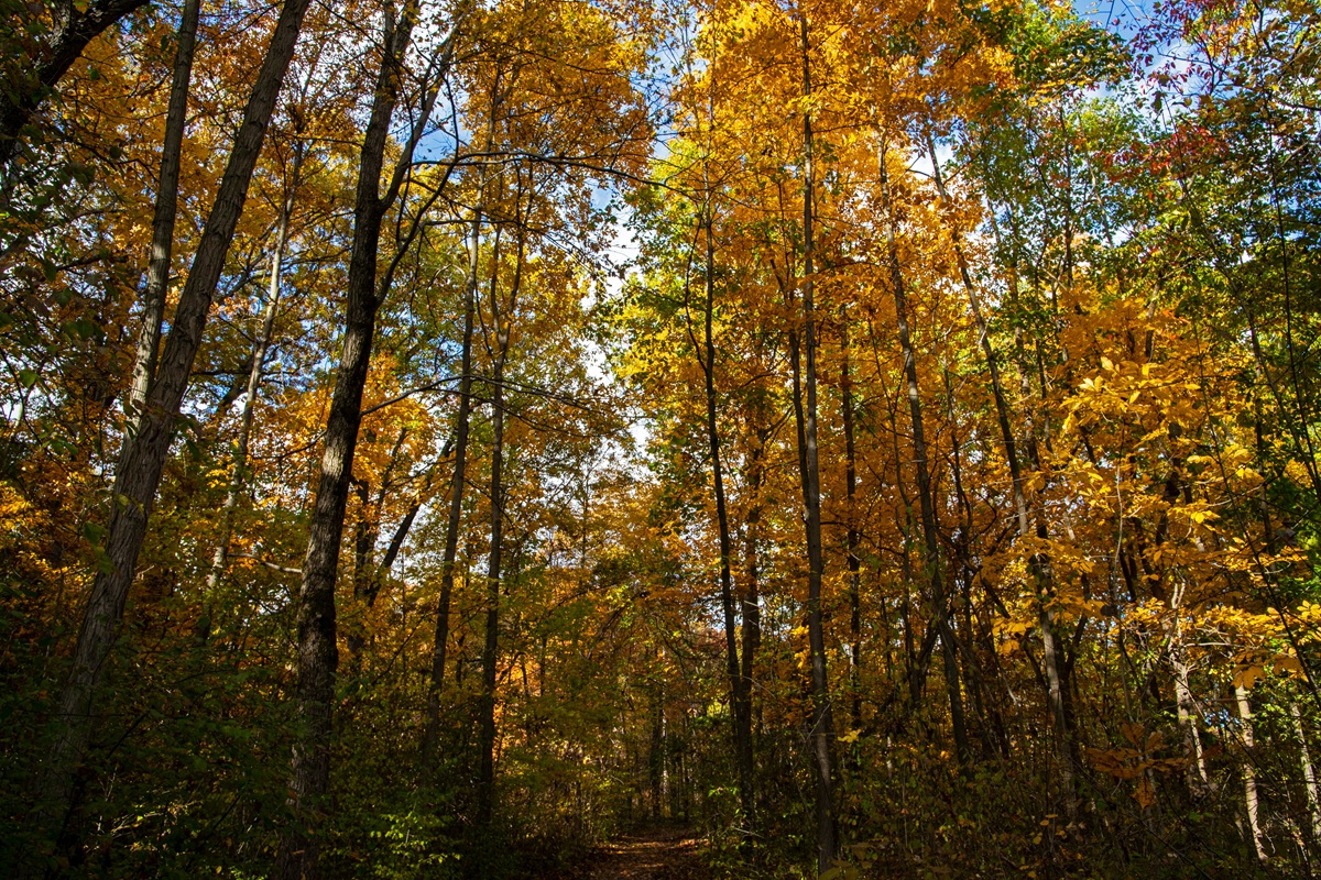 Autumn trees with gold and orange leaves