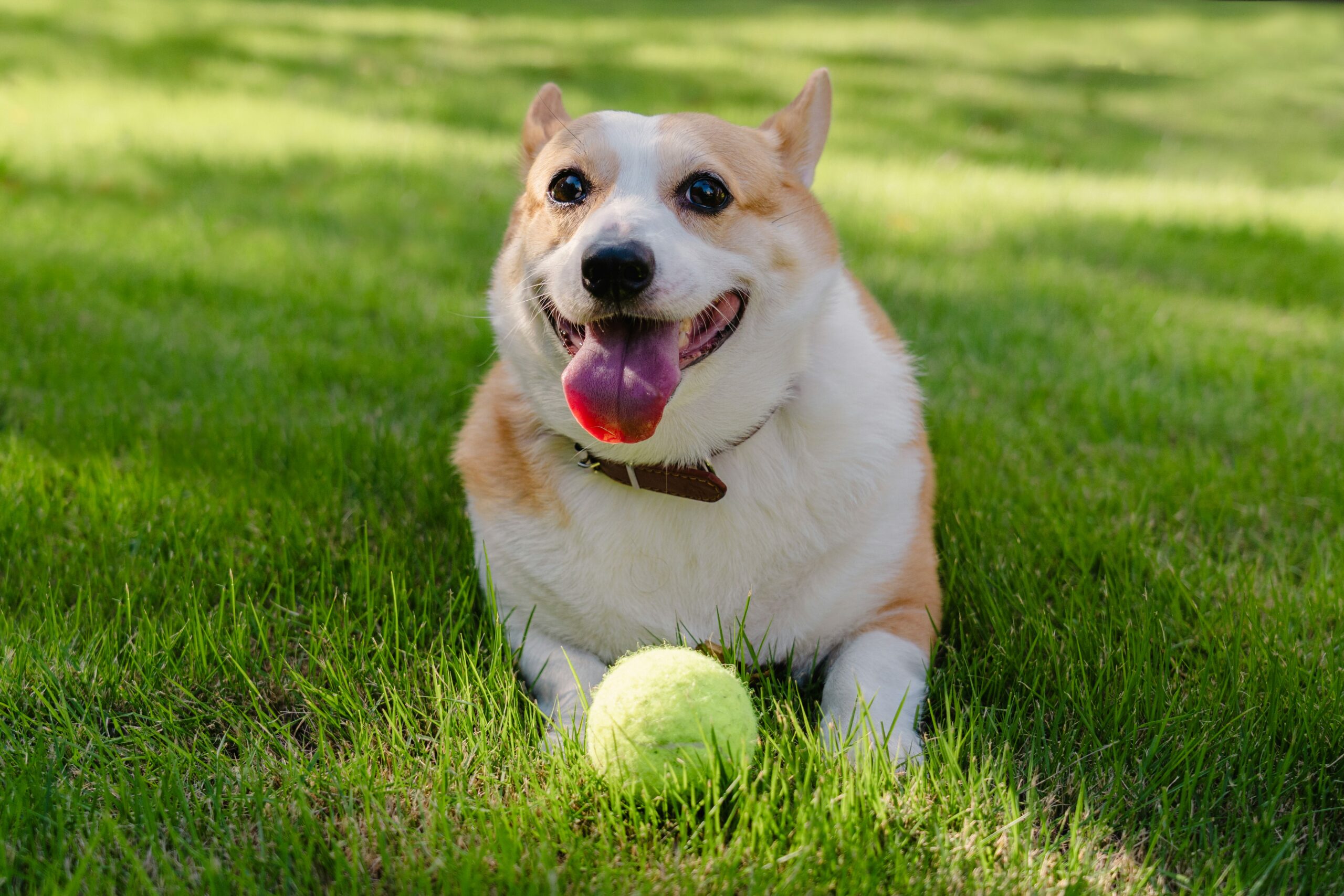 A Corgi sits on grass, her tongue out, with a tennis ball in front of her