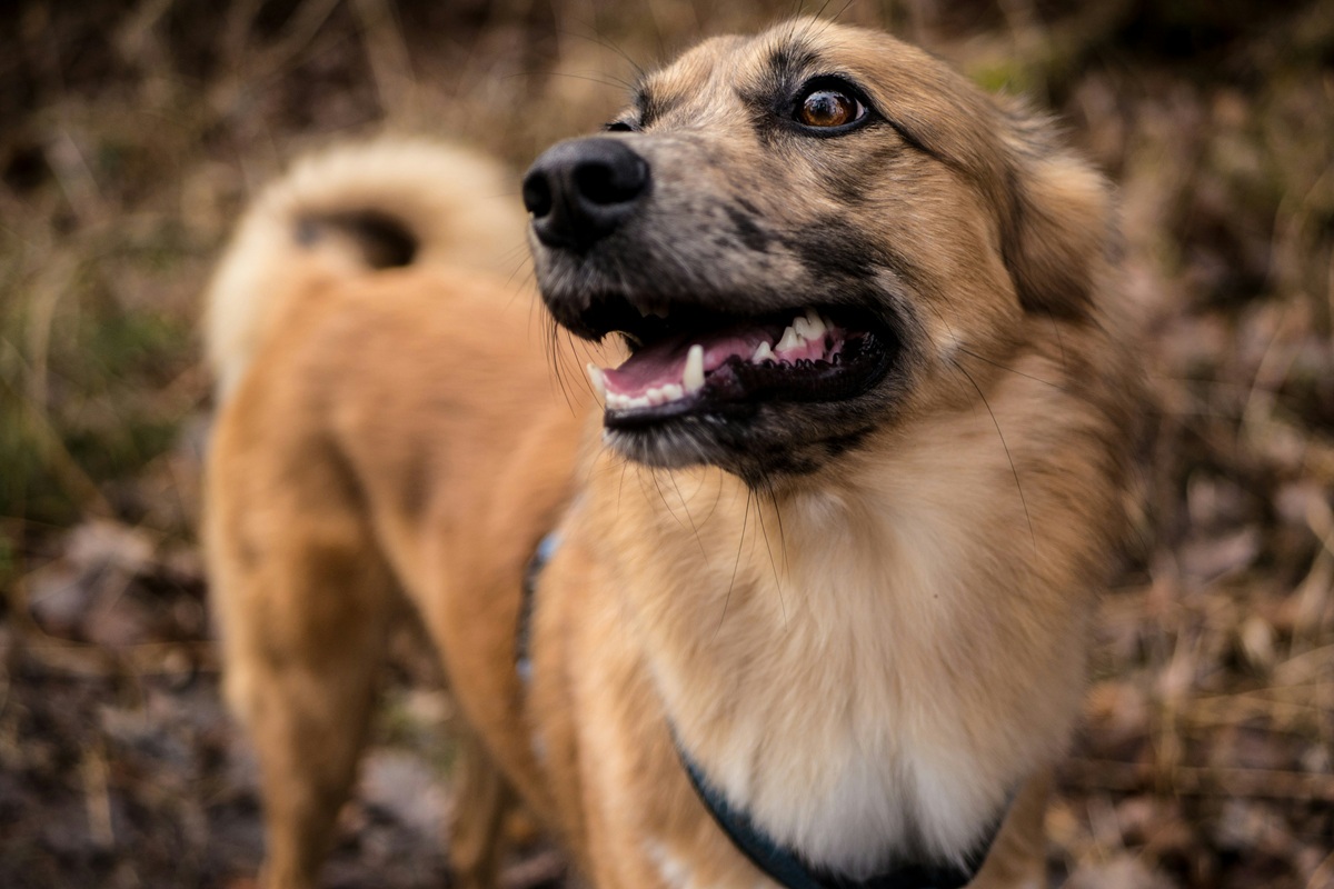 A mixed breed dog stands on leaves and looks to the left.