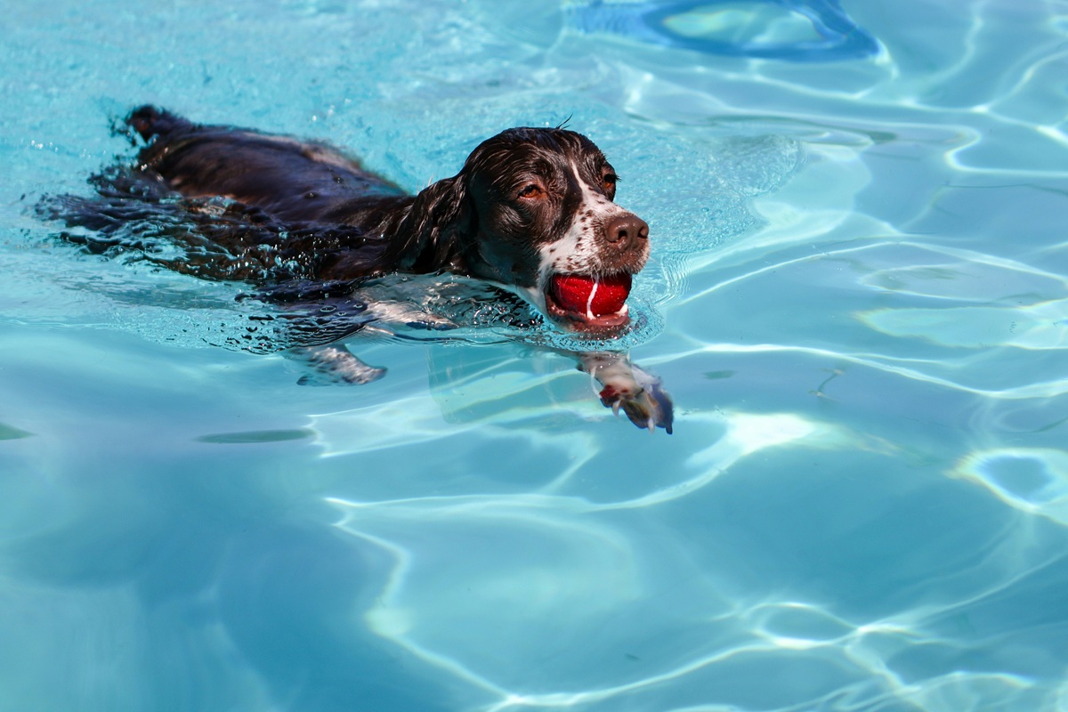 A black dog with some white on his face swims in a clear pool. He has a red ball in his mouth.