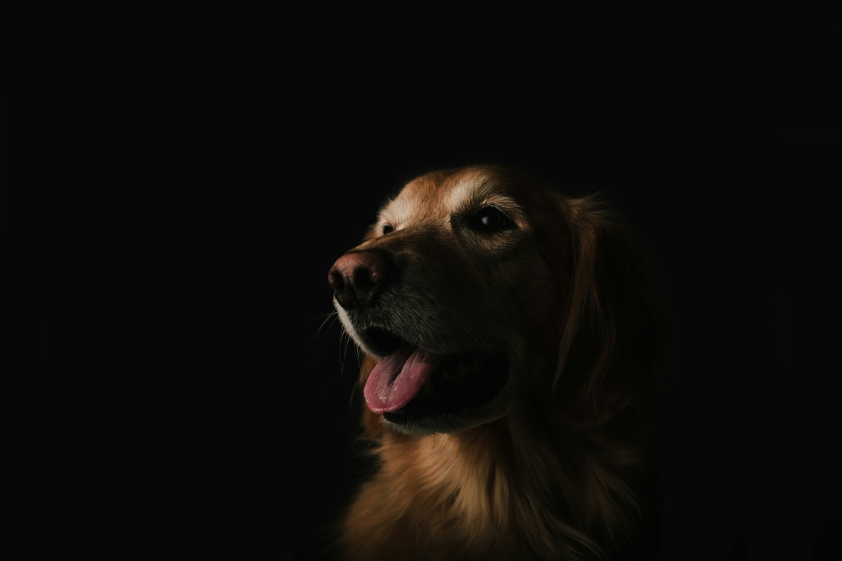 Pet Photography Competition & Exhibit – Peddler’s Village
