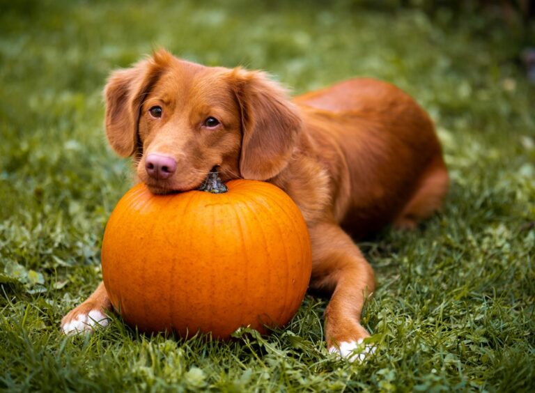 A red dog sits on the grass with her chin resting on a pumpkin.