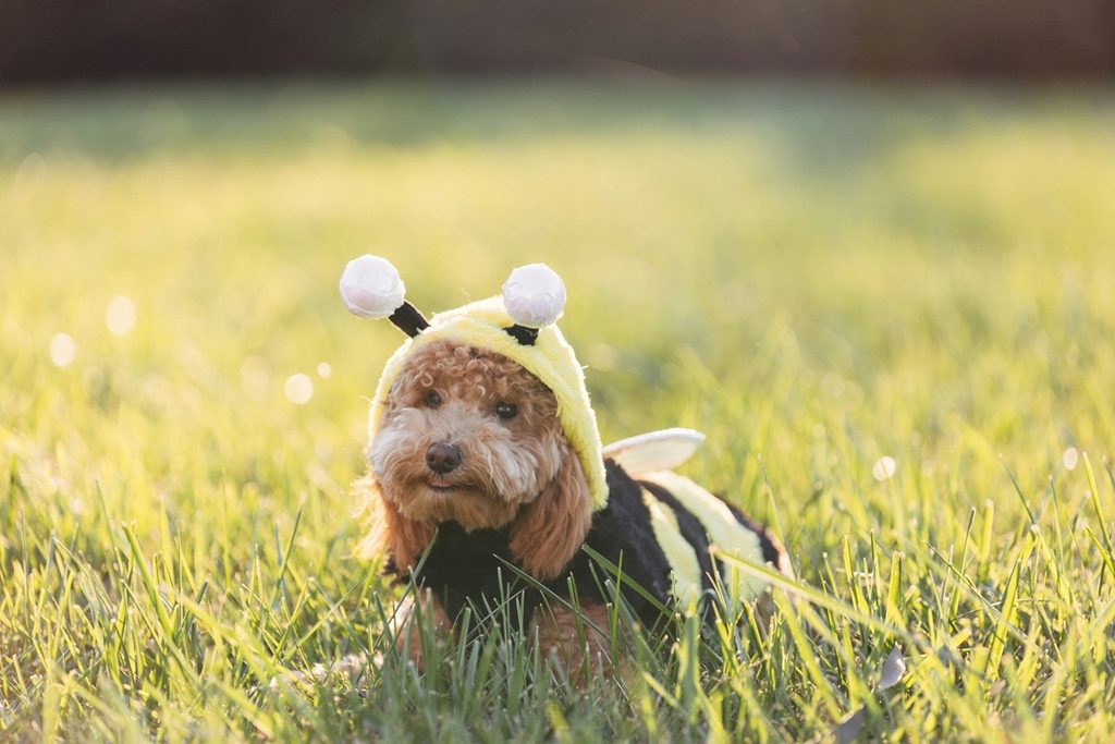A brown curly-haired dog in a bee costume sits in grass with the sunlight in the background.