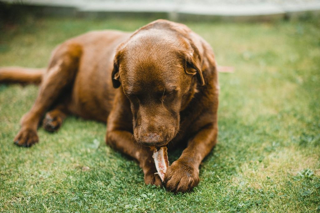 A brown dog sits on green grass and eats a piece of bacon.