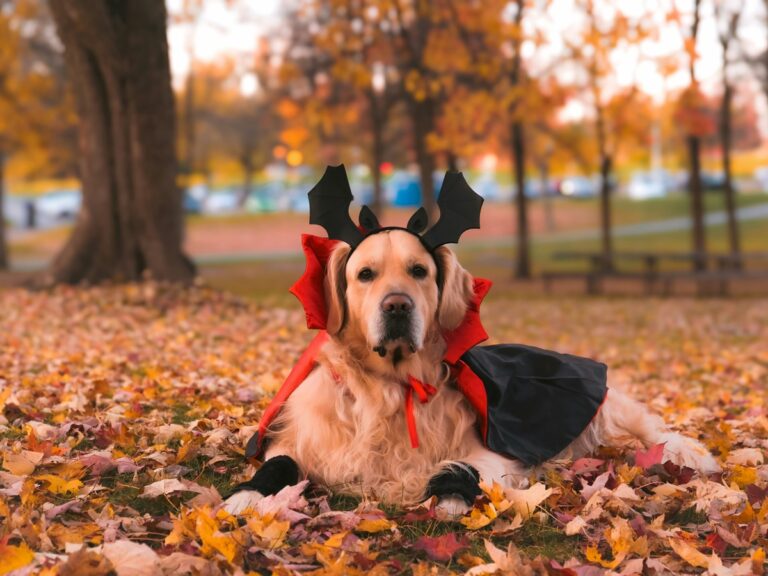 A golden retriever in a costume with red and black sits on fall leaves. A tree is in the background.