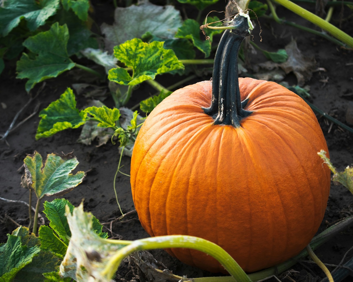 A close-up photo of a pumpkin with green leaves next to it.