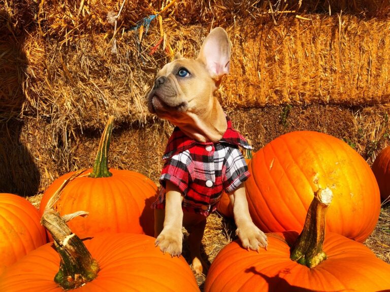 A small dog with a plaid shirts looks to the left while resting his paws on pumpkins. Behind him is a hay bale.