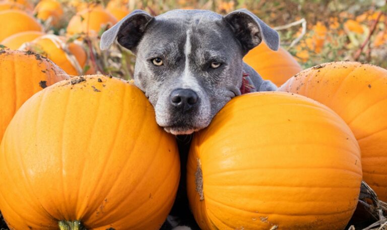 A grey and white pitfull leans her head between two pumpkins.